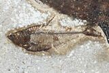 Fossil Fish (Mioplosus) With Diplomystus - Wyoming #179311-2